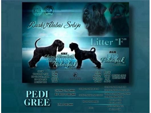 Crni Srednji Šnaucer